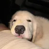 coopers.golden.adv