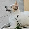kokkie_kimmy