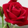 rinaamelia7945