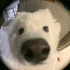 nhinjngdep4