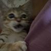 cacaa4ntikkk
