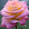 mohammad.sagor1291