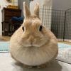 rabbit_cute_8890