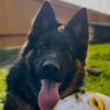 german_shepherd_graf8