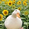 izifarm2159