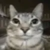 polish_gato121