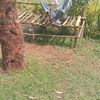 amowsanje