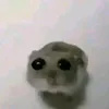 hawmster_needhugs