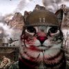 gel_gato_traumado