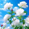 mariea3932