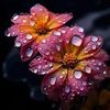 mohiuddin.islam46