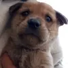 bbodaka