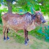 allahnawaz78668