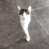 samm_34cats