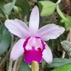 orquideasgm