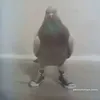 lepigeon4