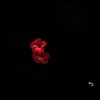 x_wl2