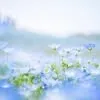 thuy.diep484
