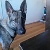 dogmike01