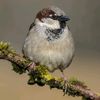 urban_sparrow1