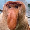 Proboscis Monkey