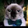 willi_pitudo