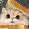 chloegraceangeles