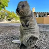 Quokka