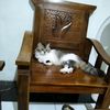 sariyemsariyem981