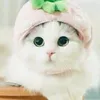 hanphm67