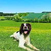 maxthespringer0