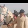 hasnat_mughal1