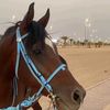 A. Al-Shammari🐎🤍.