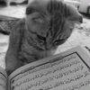 zenin_rull