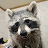 raccoonrob8