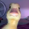 good_duck_0