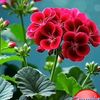 🌿🌿cielo🌹🌹
