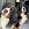 the.berners