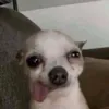 higojcs