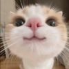 helo75582