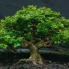 gsbonsai