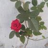 mahesh.sharma721