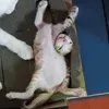 abcdjdhdhsj