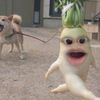 .elmiraa1
