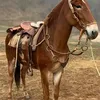 odair.ferreira644