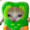 gatonaranjita10
