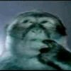 therealsloth
