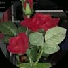 flower14302