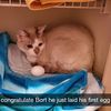 kittypawdotcom