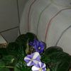 luz.guaman44